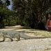 iguana_blue_qebp_gc_h_0225_cay0703.jpg